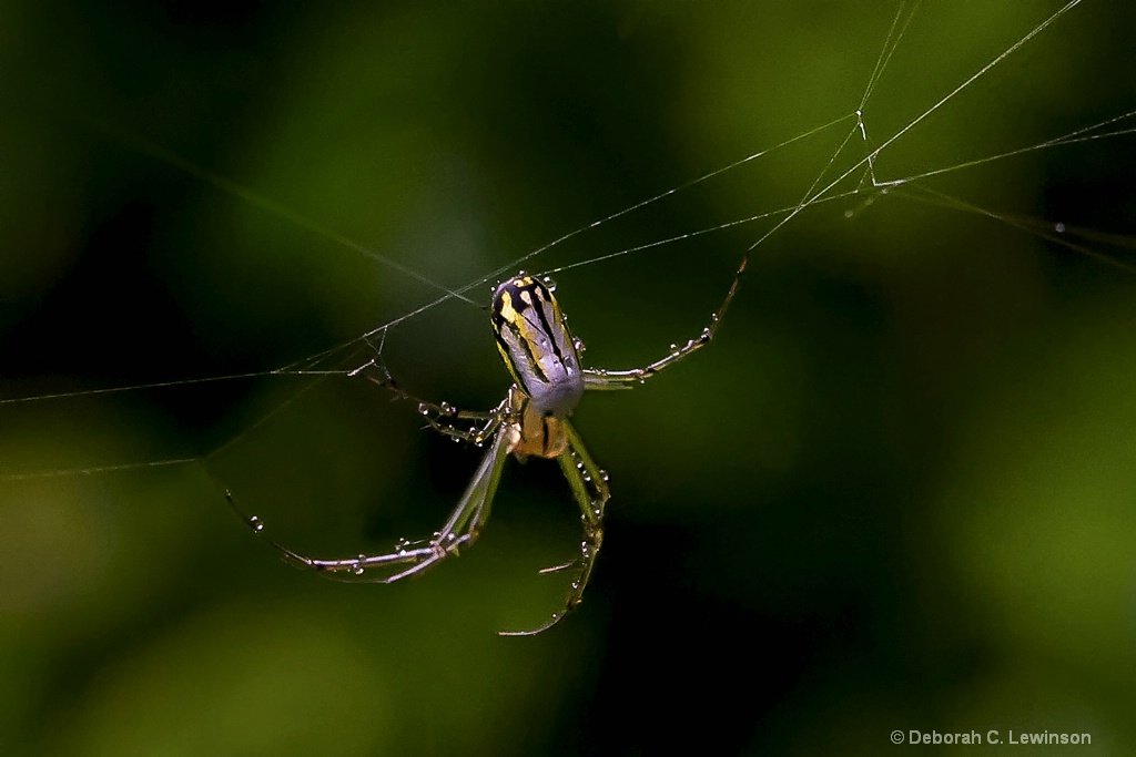 Spider in the Rain