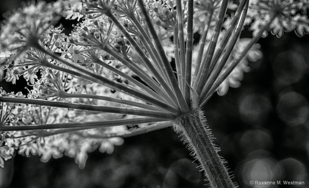 Trail to the blooms - ID: 15428744 © Roxanne M. Westman