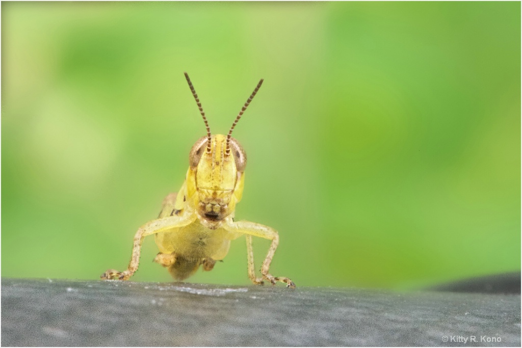 Grasshopper on My Lens
