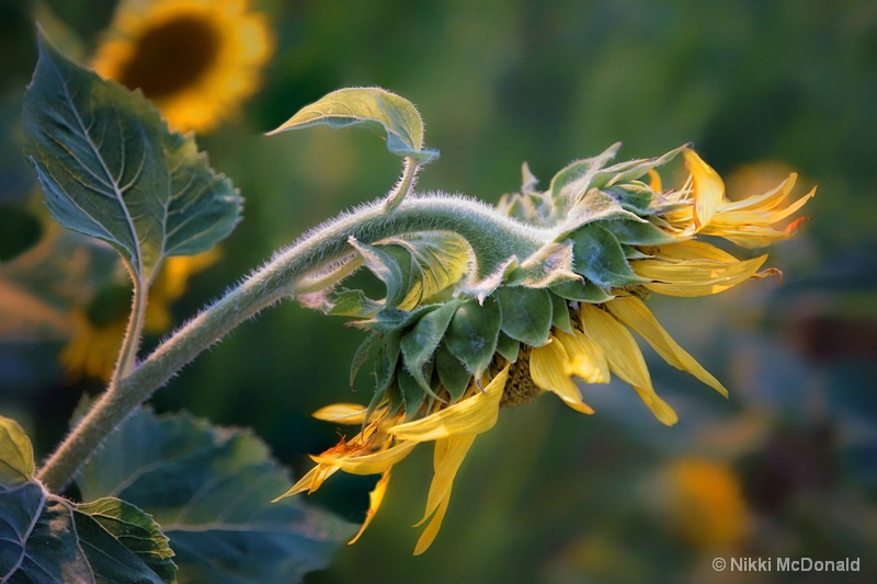 Behind the Sunflower