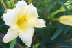 Summertime Beauty