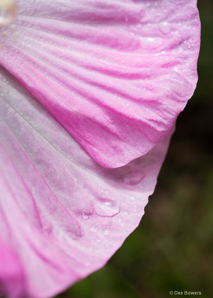 Hibiscus Petal in the Morning Dew