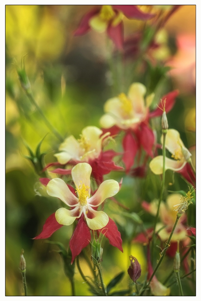 columbine