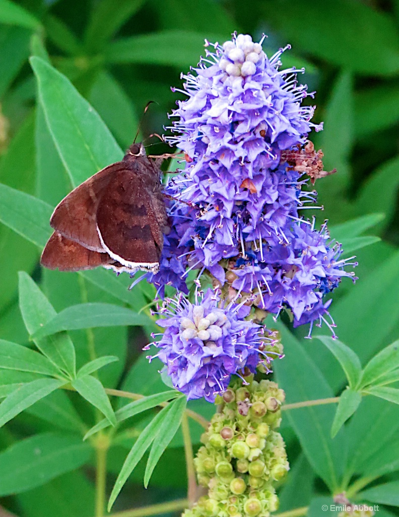 Flower and visitor