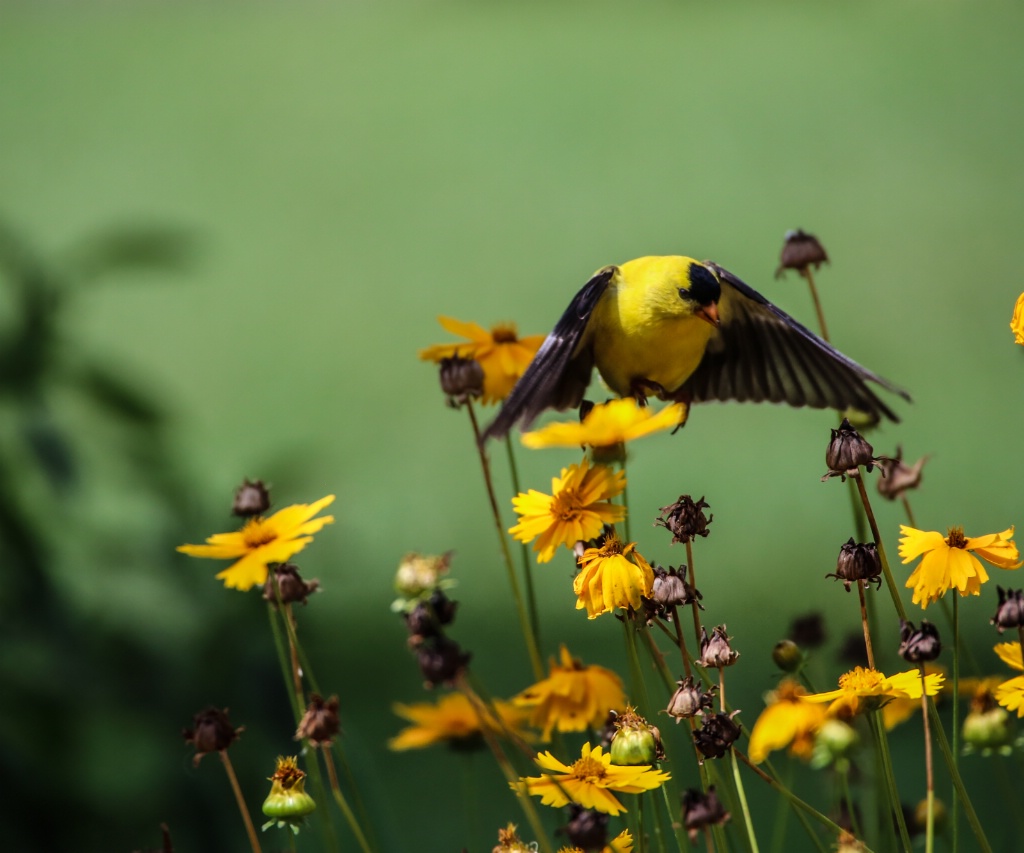 American Goldfinch