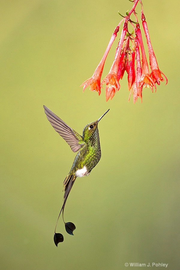 Booted Racket-tail, male BH2U0210 - ID: 15428997 © William J. Pohley
