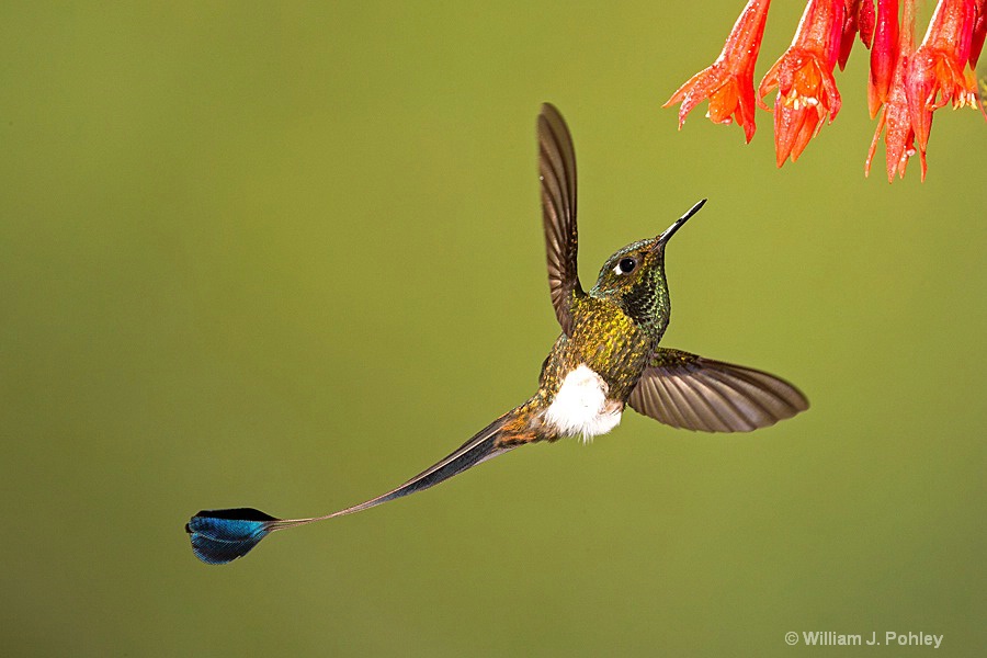 Booted Racket-tail, male BH2U0409 - ID: 15428998 © William J. Pohley
