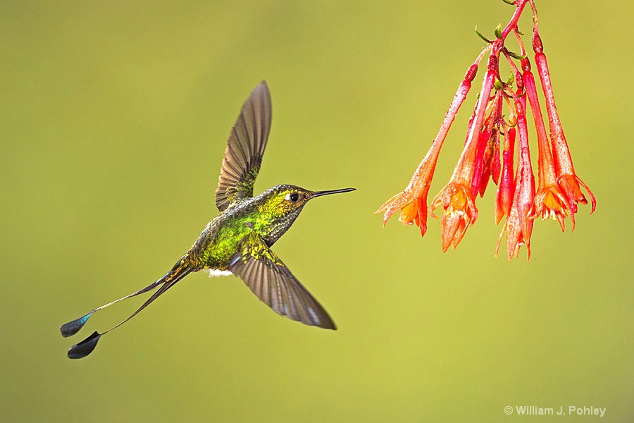 Booted Racket-tail, male BH2U0552 - ID: 15428999 © William J. Pohley