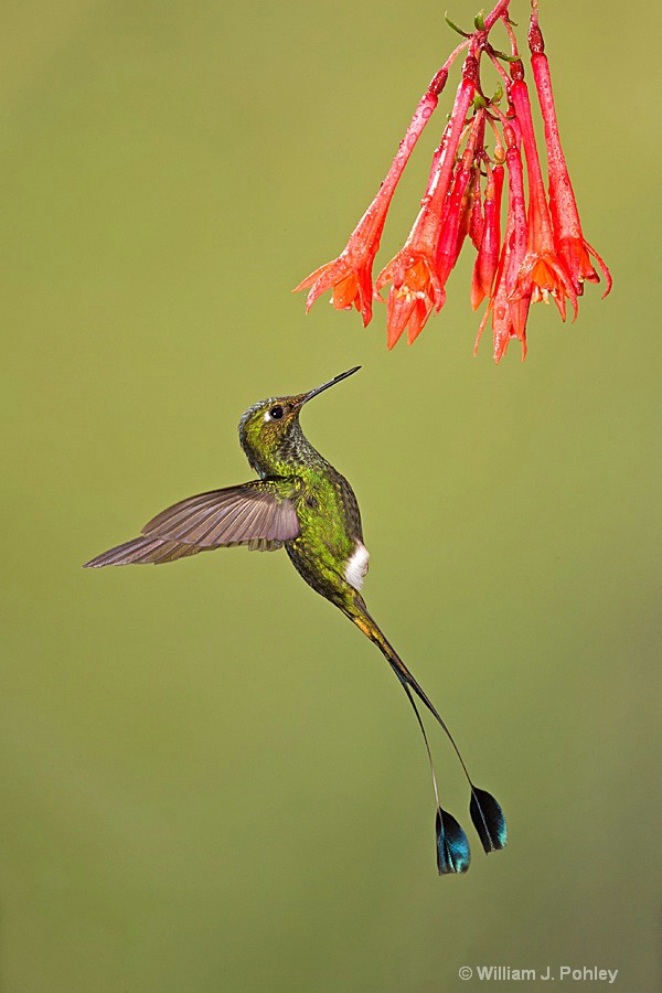 Booted Racket-tail, male BH2U0842 - ID: 15429000 © William J. Pohley