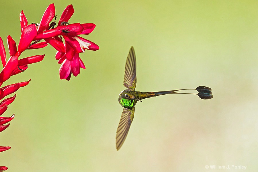 Booted Racket-tail, male BH2U1204 - ID: 15429002 © William J. Pohley