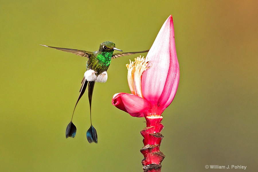 Booted Racket-tail, male BH2U2916 1 - ID: 15429003 © William J. Pohley