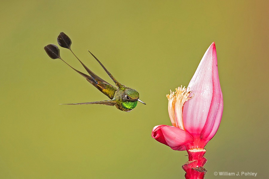 Booted Racket-tail, male BH2U4558 - ID: 15429005 © William J. Pohley