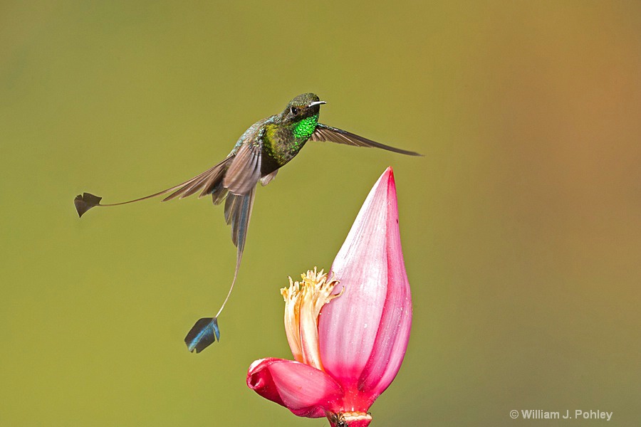 Booted Racket-tail, male BH2U4626 - ID: 15429006 © William J. Pohley
