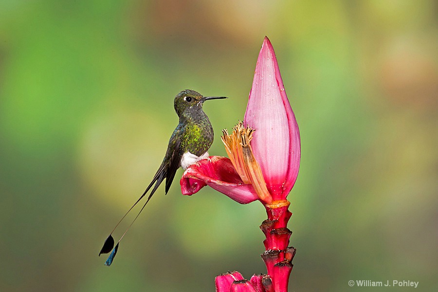 Booted Racket-tail, male BH2U5372 - ID: 15429007 © William J. Pohley