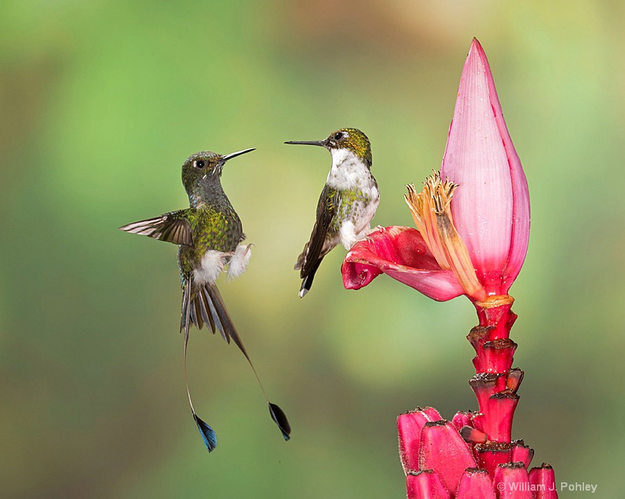 Booted Racket-tail, male and female BH2U5472 - ID: 15429008 © William J. Pohley