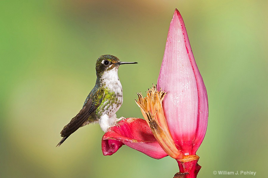 Booted Racket-tail, female BH2U6369 - ID: 15429010 © William J. Pohley