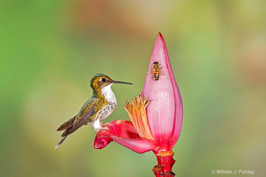 Booted Racket-tail, female BH2U6748 - ID: 15429013 © William J. Pohley