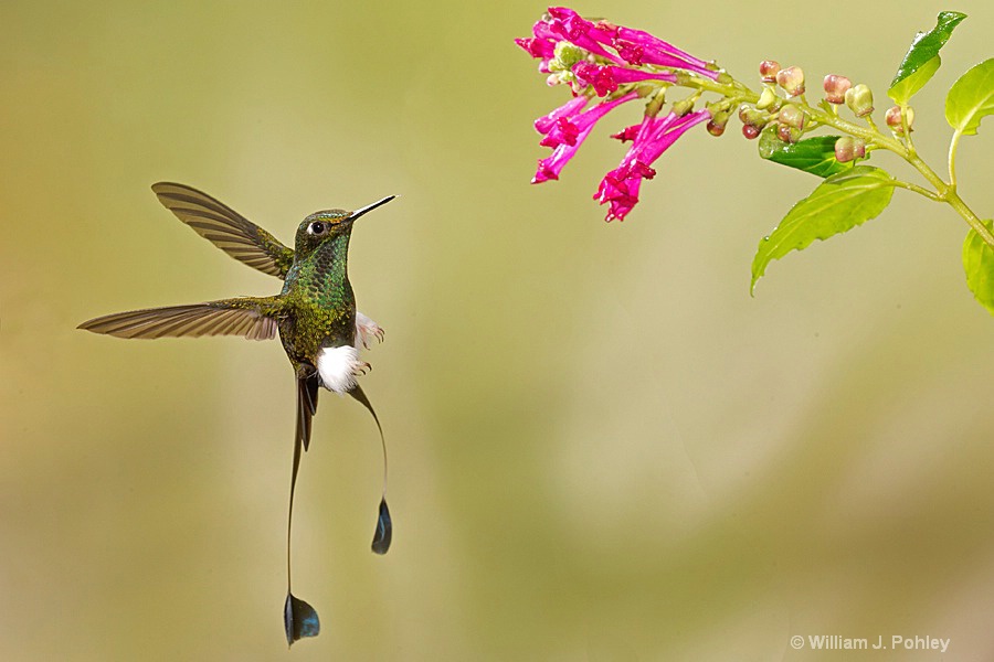 Booted Racket-tail, male BH2U7416  - ID: 15429016 © William J. Pohley