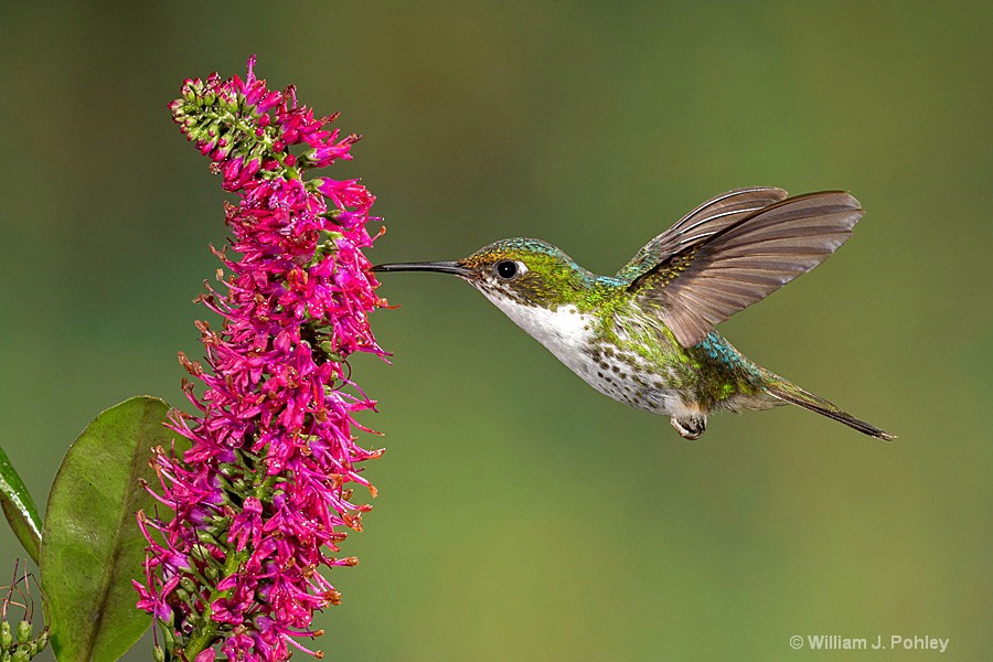 Booted Racket-tail, female BH2U9147 - ID: 15429019 © William J. Pohley