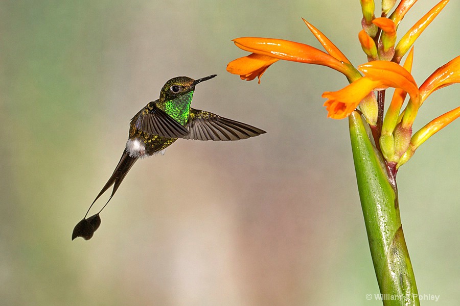 Booted Racket-tail, male BH2U9712 - ID: 15429020 © William J. Pohley