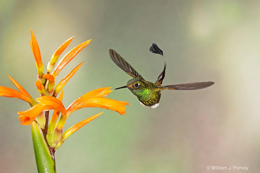 Booted Racket-tail, male  BH2U9718 - ID: 15429021 © William J. Pohley