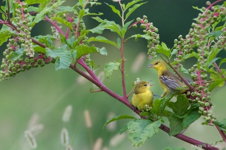 Orchard Orioles in the Pokeweed