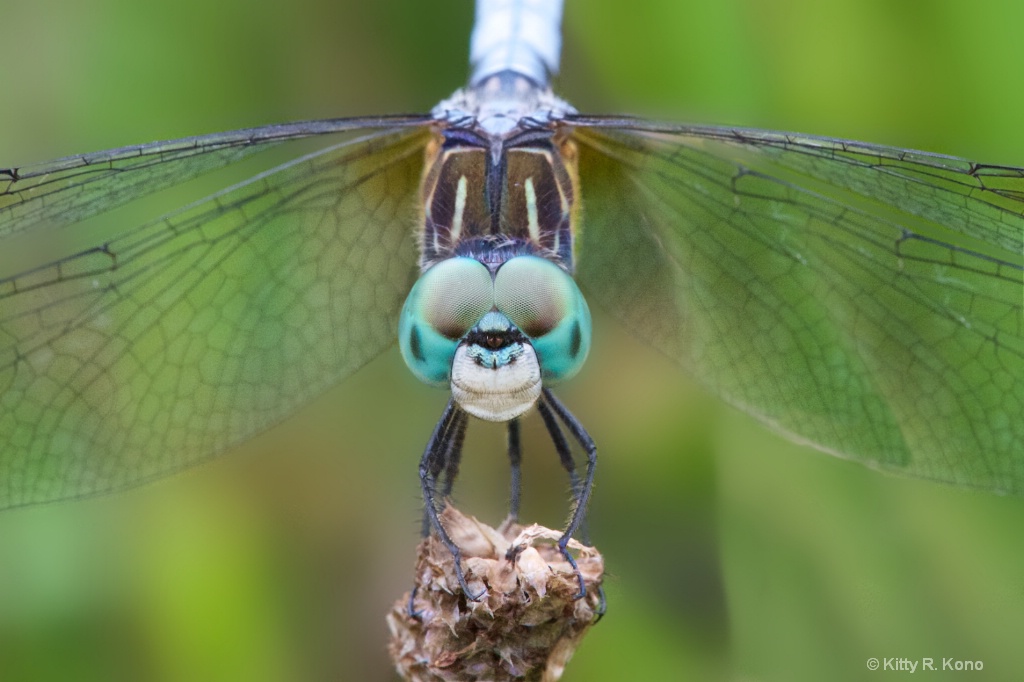 Smiling Blue Dasher Dragonfly