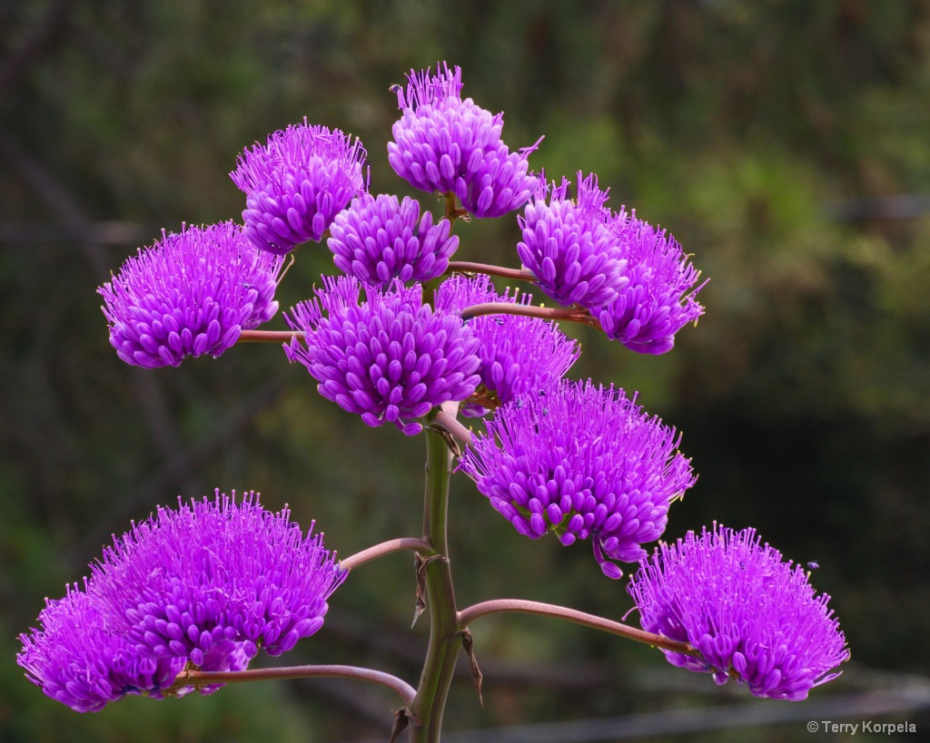 Berkeley Botanical Garden - ID: 15429051 © Terry Korpela