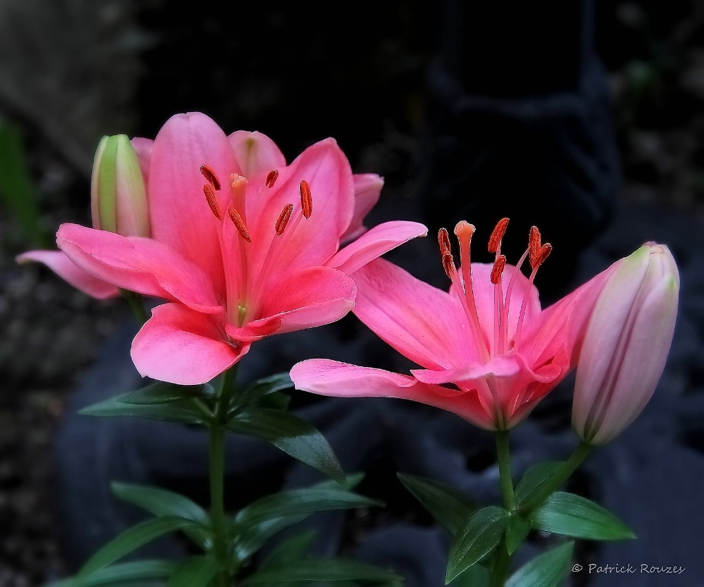 Lily Pinks