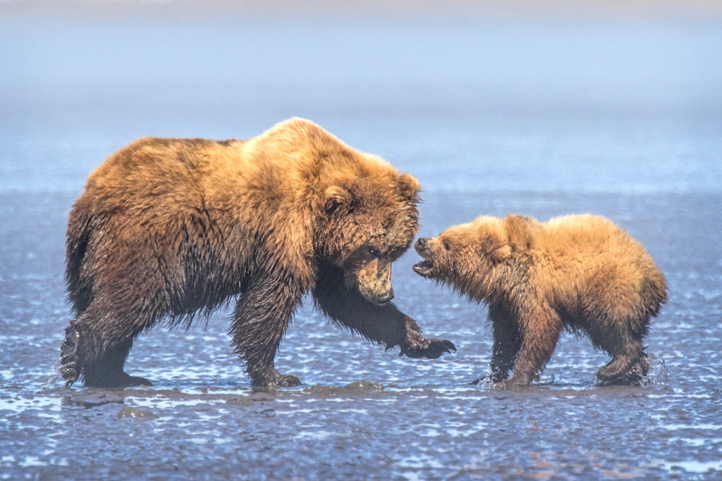 Demanding Bear Cub  