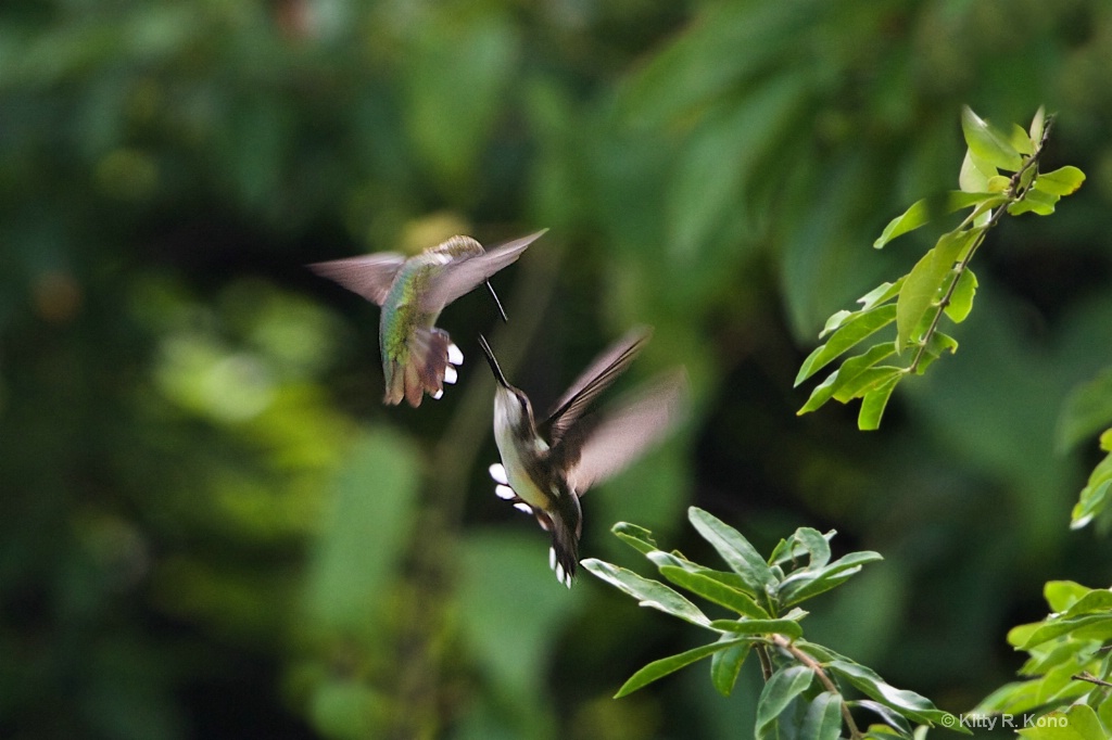 Rubythroats in Valley Forge  - ID: 15429219 © Kitty R. Kono