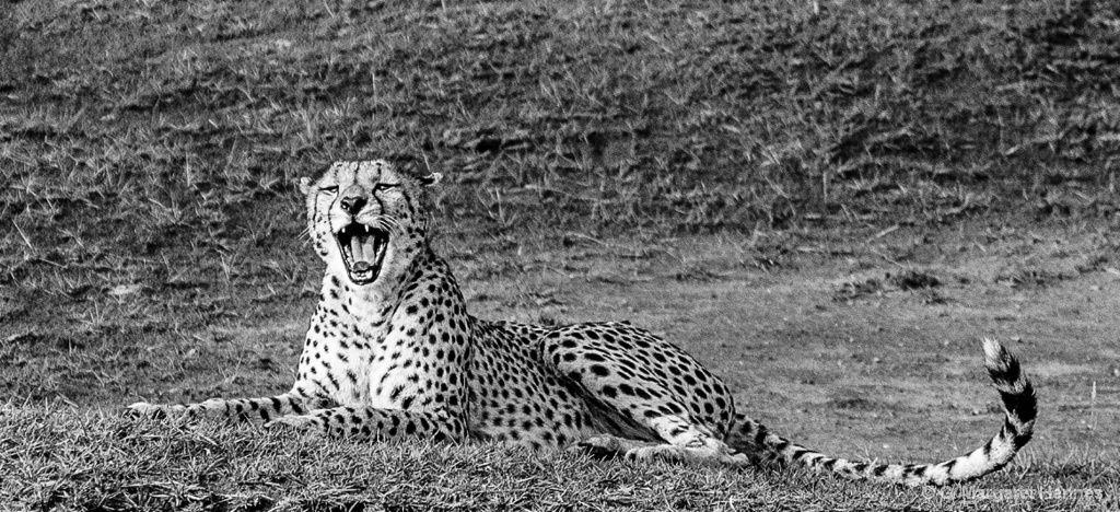 Cheetah Yawning