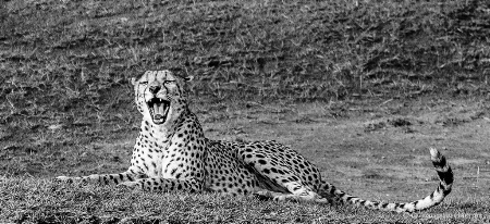 Cheetah Yawning