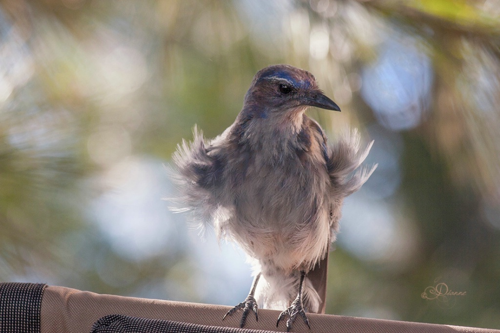 The Wind Beneath My Wings