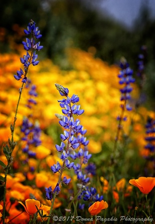 Lupines and Poppies
