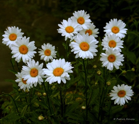 A Family of Daisies