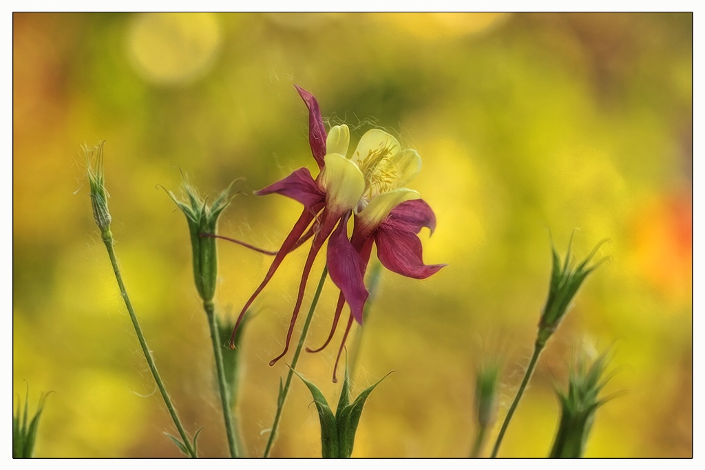 columbine