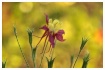 columbine