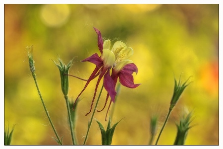 columbine