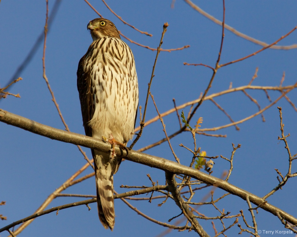 Red-tailed Hawk - ID: 15429889 © Terry Korpela