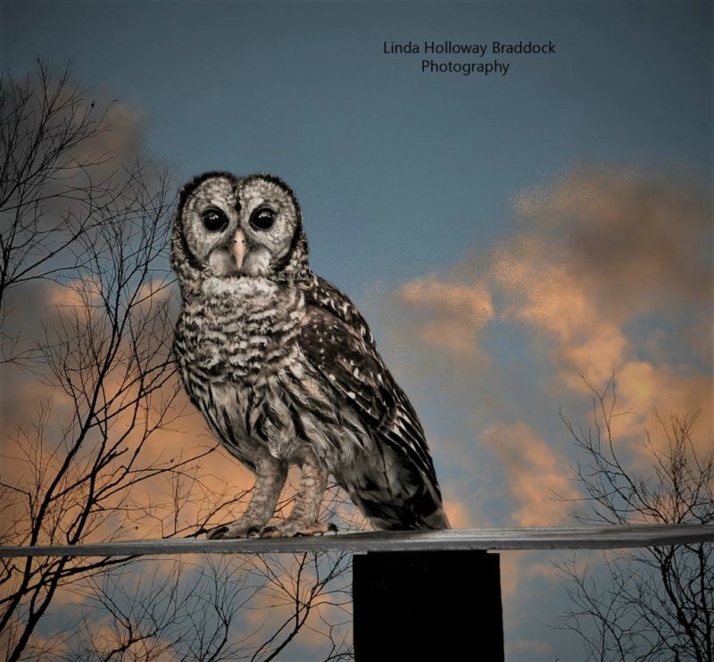 Barred Owl At Sunset 
