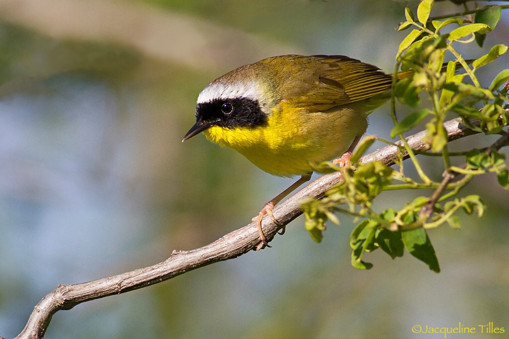 Common Yellow-throat - ID: 15430593 © Jacqueline A. Tilles