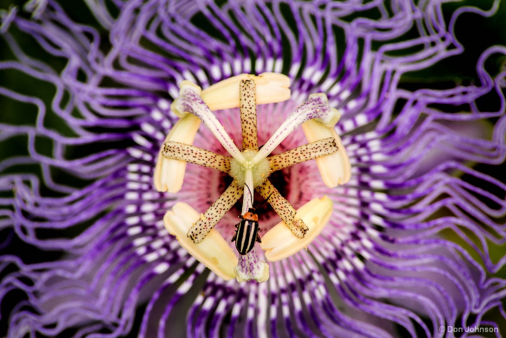Passion Flower & Bug 7-31-17 277 - ID: 15430877 © Don Johnson