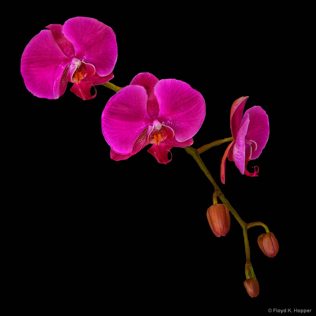 Hanging Orchids