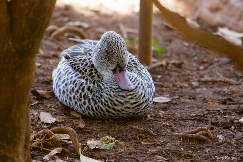 A Duck I Met in Honolulu - ID: 15431013 © Terry Korpela