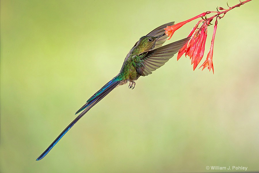 Violet-tailed Sylph BH2U2916 - ID: 15431428 © William J. Pohley