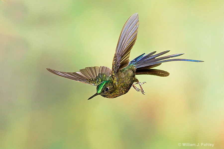 Violet-tailed Sylph BH2U5436  - ID: 15431430 © William J. Pohley