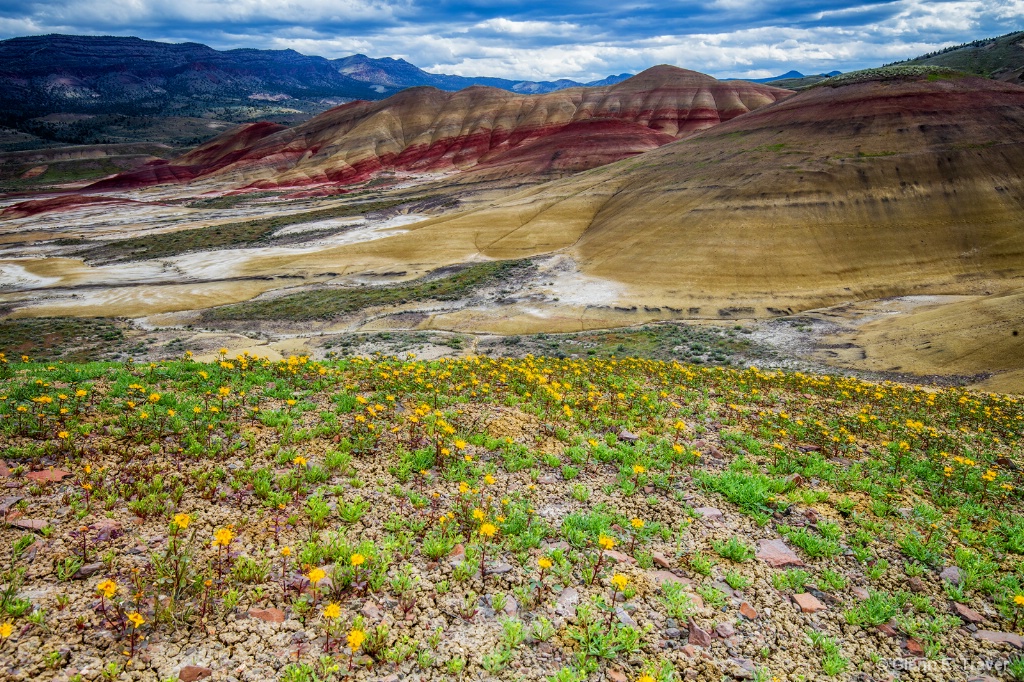 Painted Hills with Flowers in Bloom