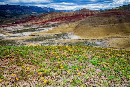 Painted Hills with Flowers in Bloom