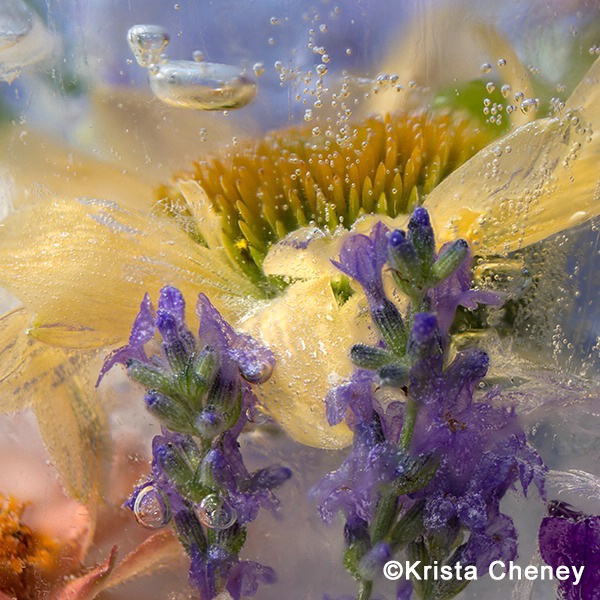 Coneflower and lavender in ice